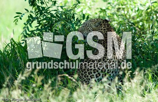 leopard (49 von 60).jpg